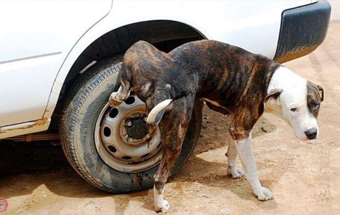 собаки любят метить колеса